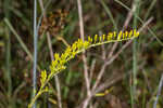 Pine barren goldenrod